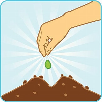 Seeds